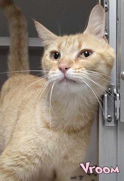 Vroom, Adoptable, Adult Female Domestic Short Hair & Domestic Short Hair.