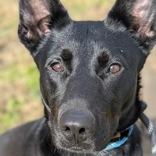 Cash, Adoptable, Adult Male German Shepherd Dog.