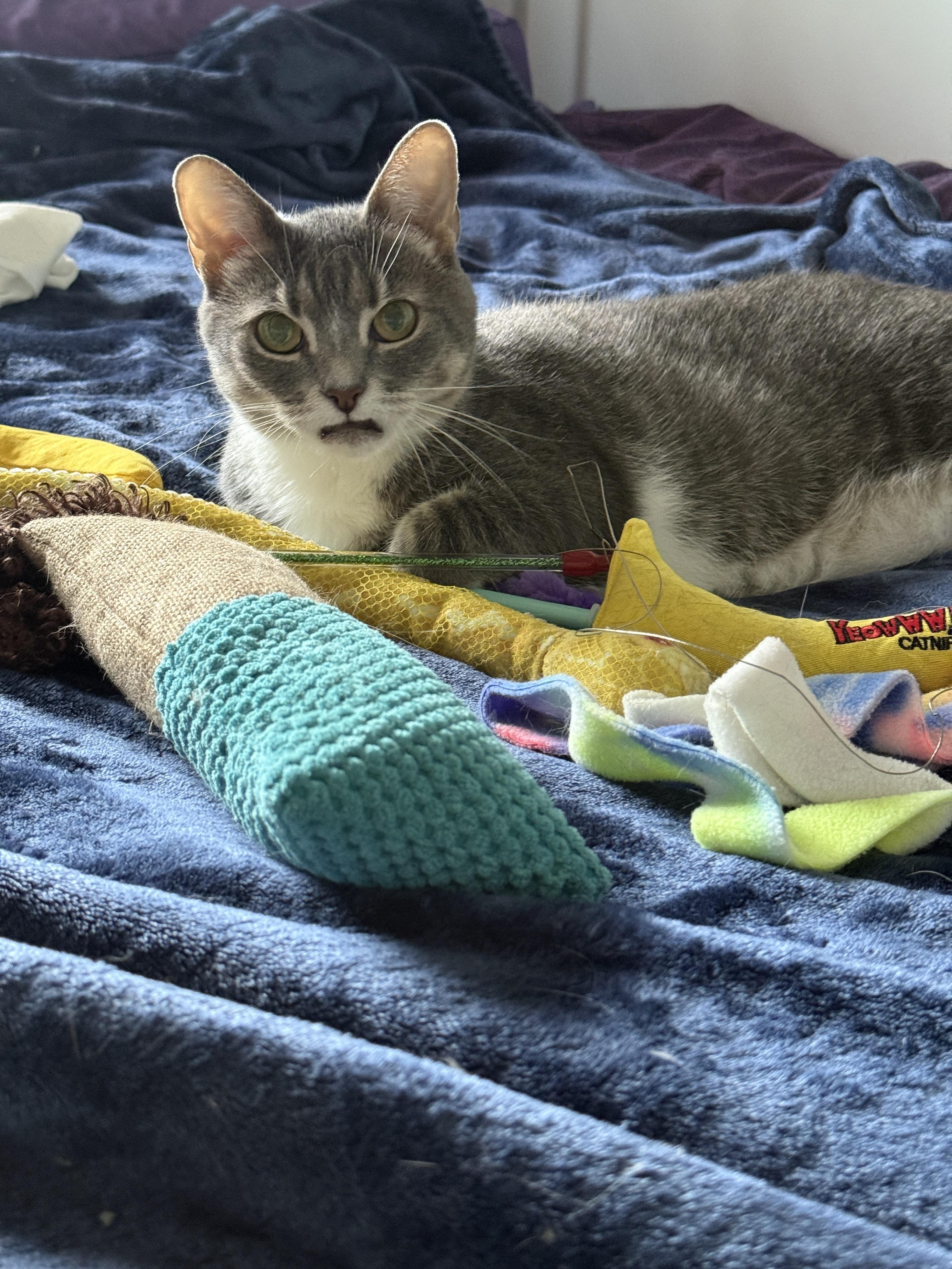 Enlarge Blair, a Adoptable Domestic Short Hair in Alexandria, VA image 5/6