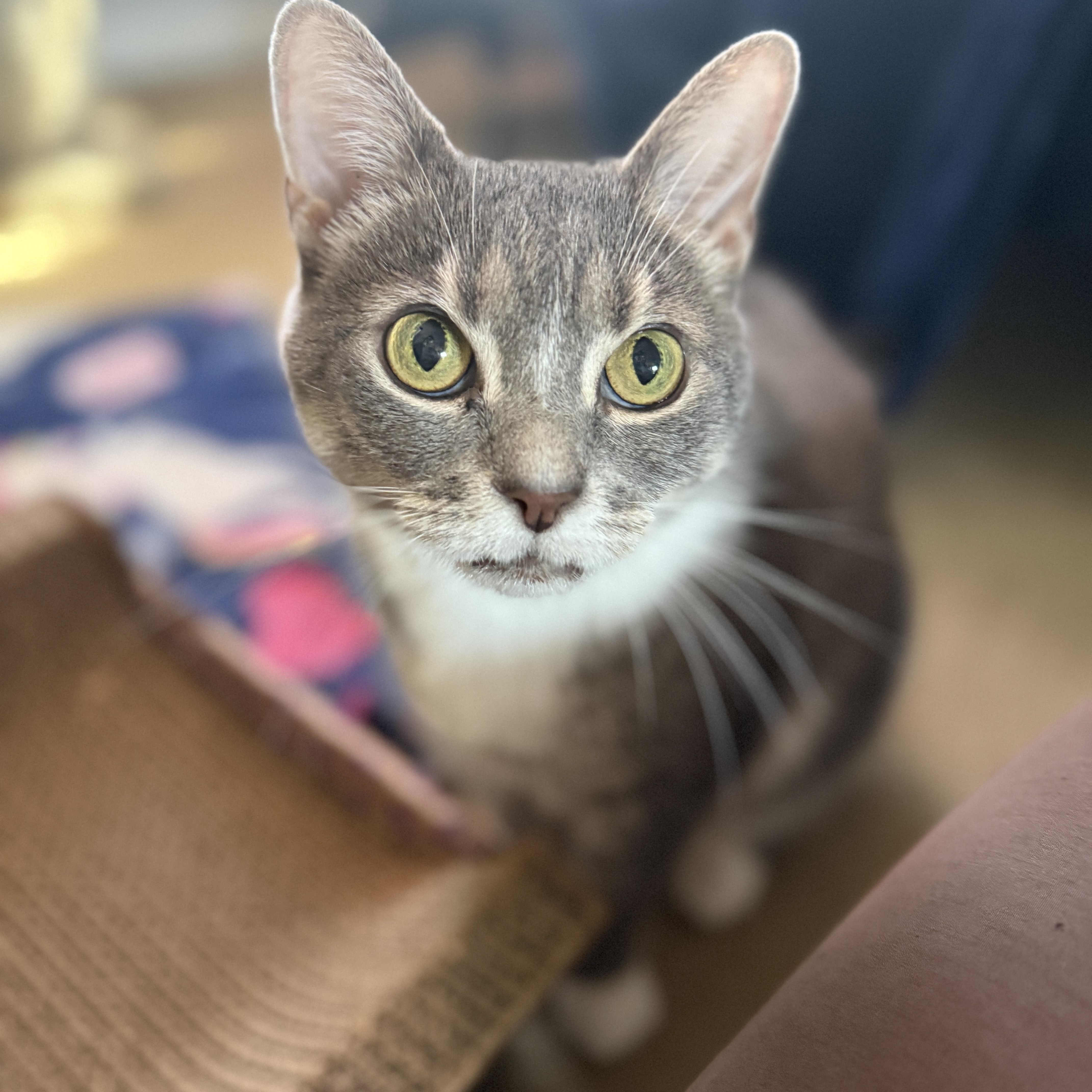 Enlarge Blair, a Adoptable Domestic Short Hair in Alexandria, VA image 6/6