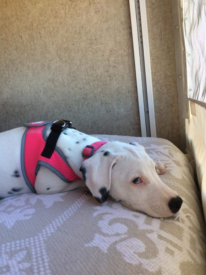 Talullah - Seeking Sponsors, Adoptable, Adult Female Dalmatian.