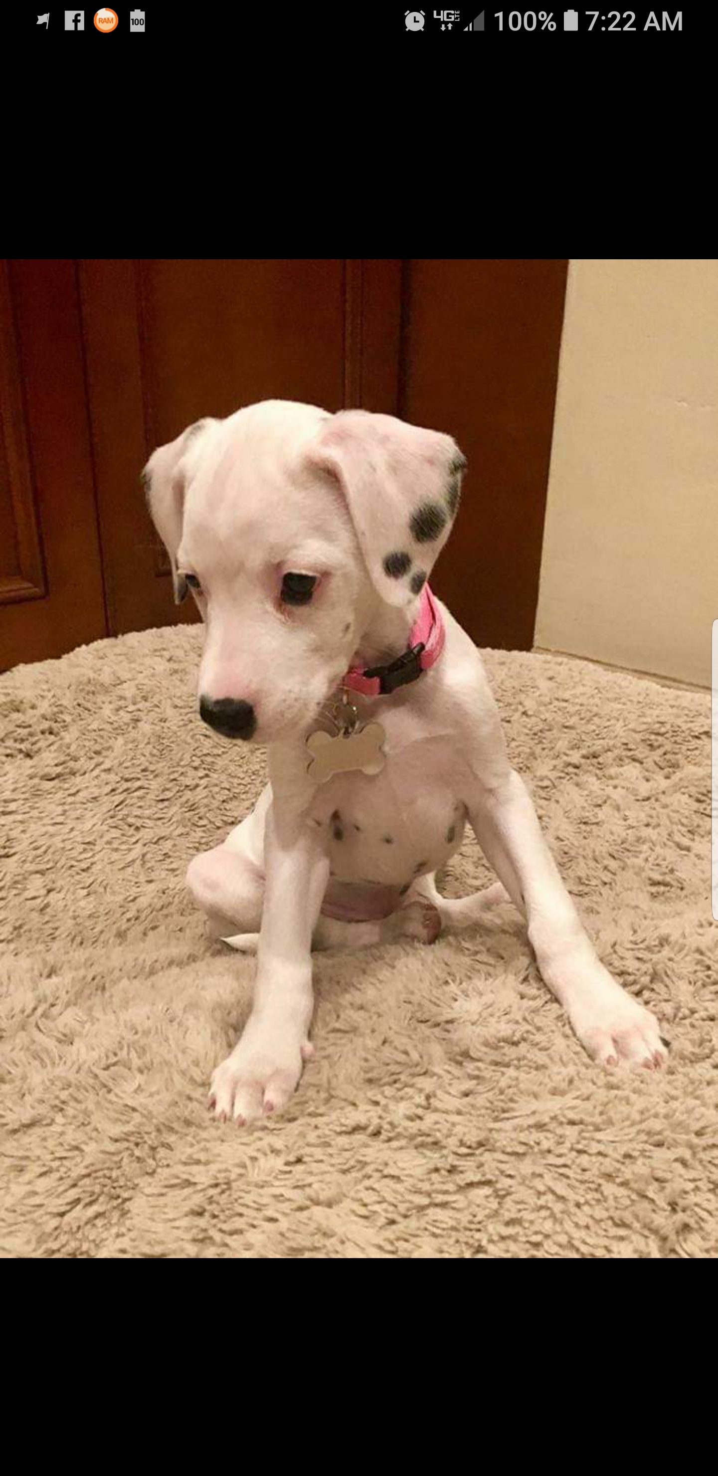 Talullah - Seeking Sponsors, a Adoptable Dalmatian in San Diego, CA image 2/6