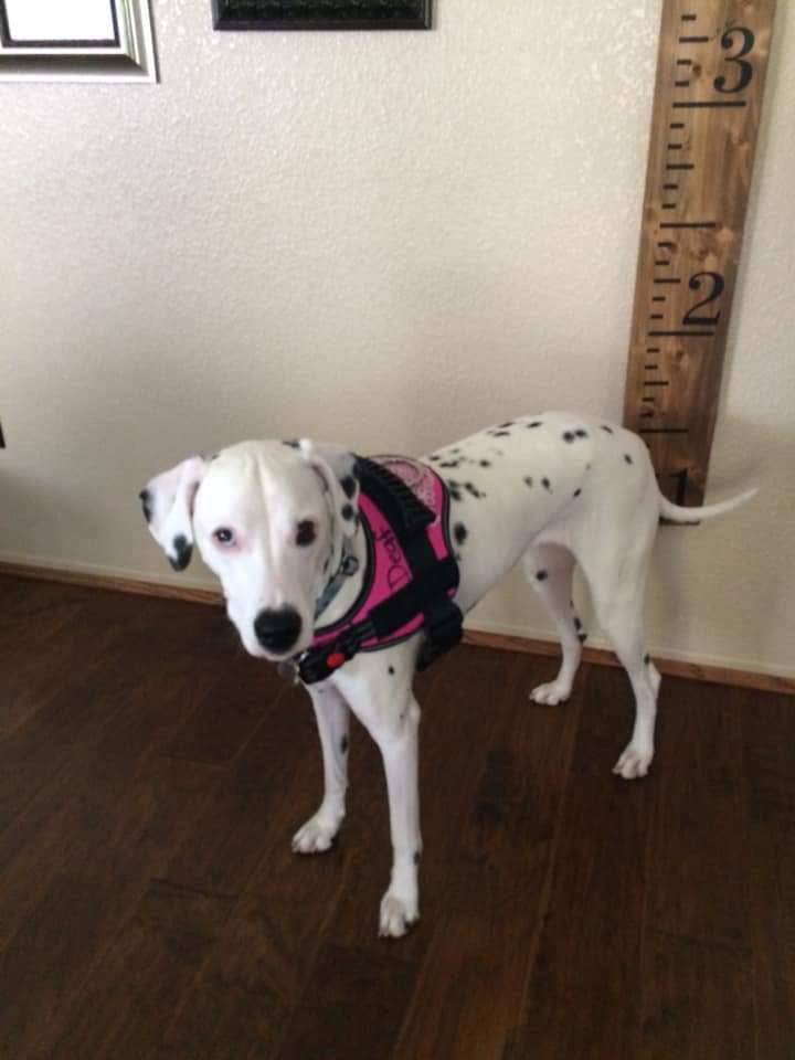 Talullah - Seeking Sponsors, a Adoptable Dalmatian in San Diego, CA image 3/6