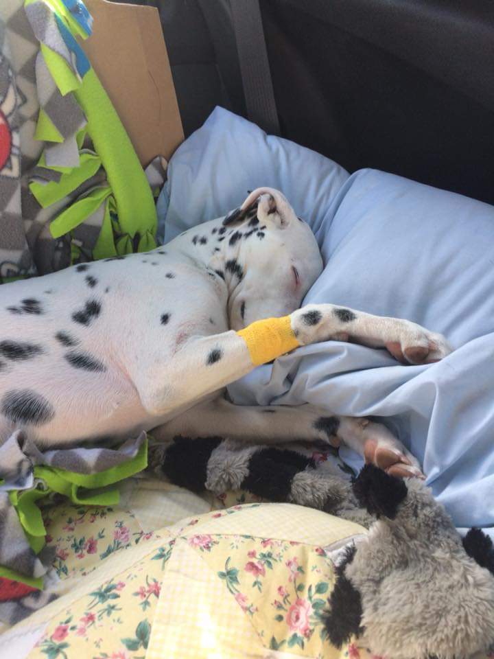 Talullah - Seeking Sponsors, a Adoptable Dalmatian in San Diego, CA image 4/6