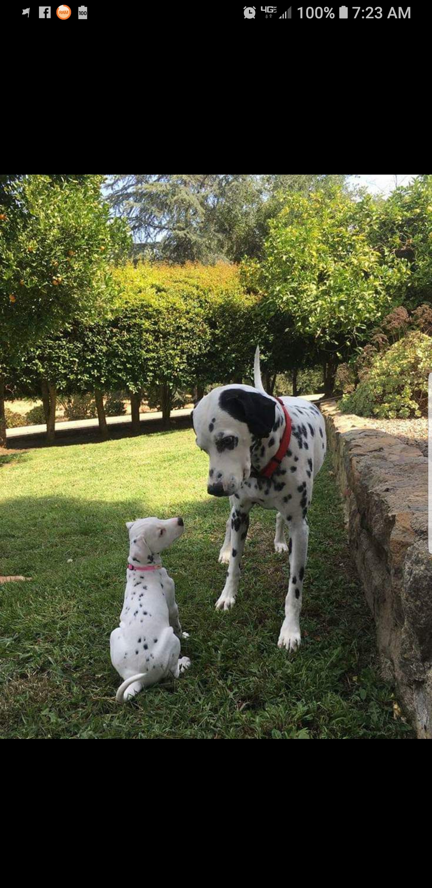 Talullah - Seeking Sponsors, Adoptable, Adult Female Dalmatian.