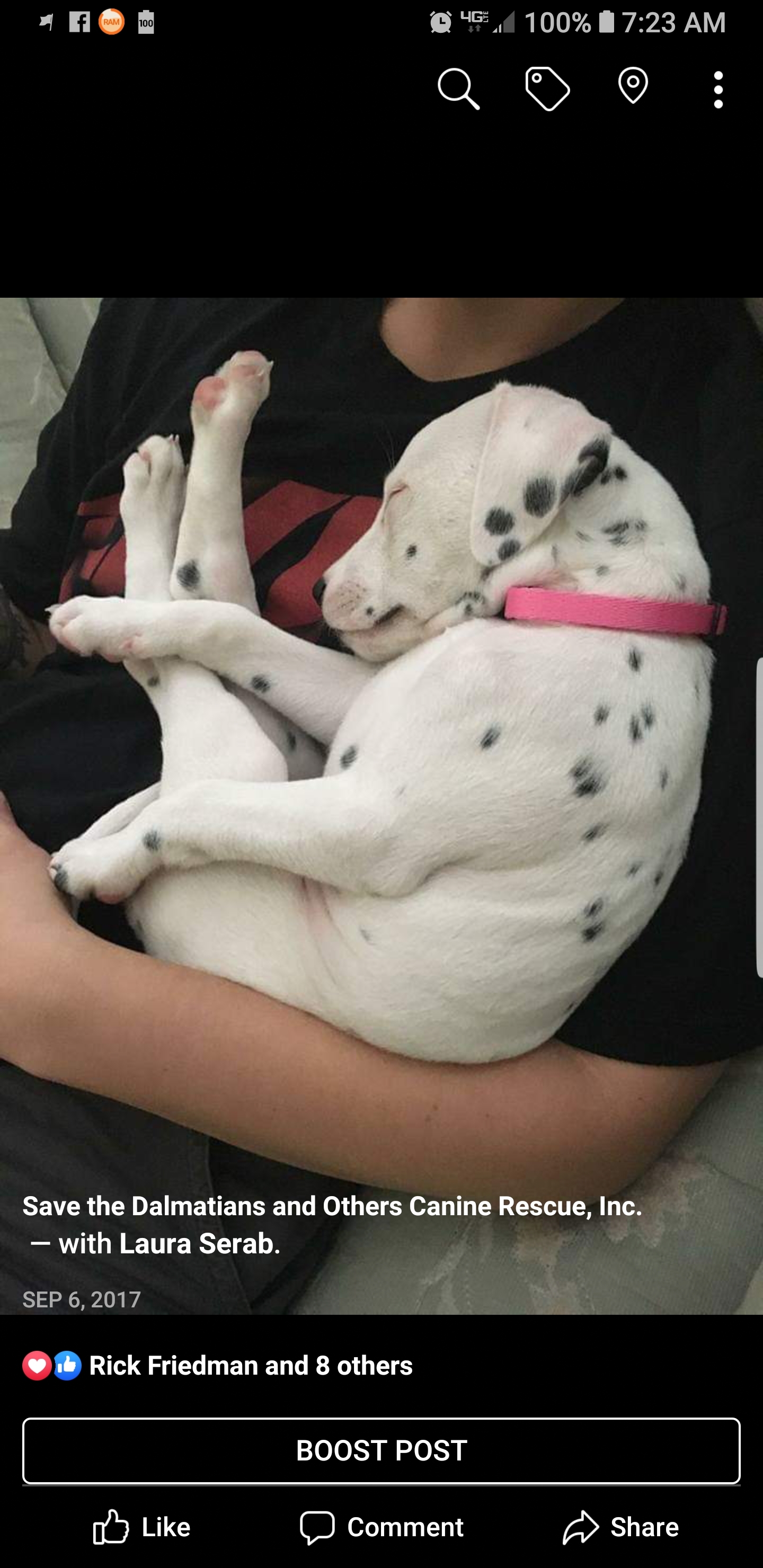 Talullah - Seeking Sponsors, a Adoptable Dalmatian in San Diego, CA image 6/6