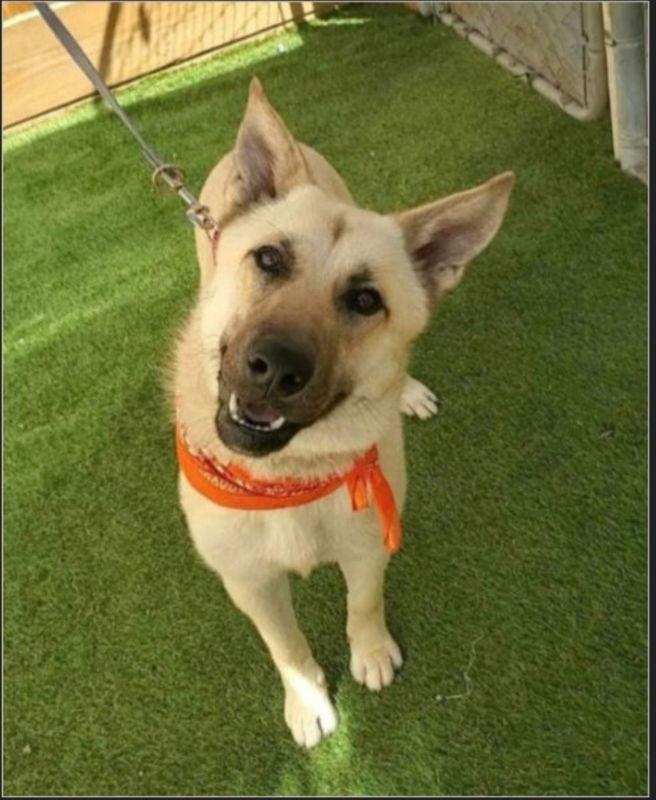 Tillie, Adoptable, Young Female Belgian Shepherd / Malinois & German Shepherd Dog.