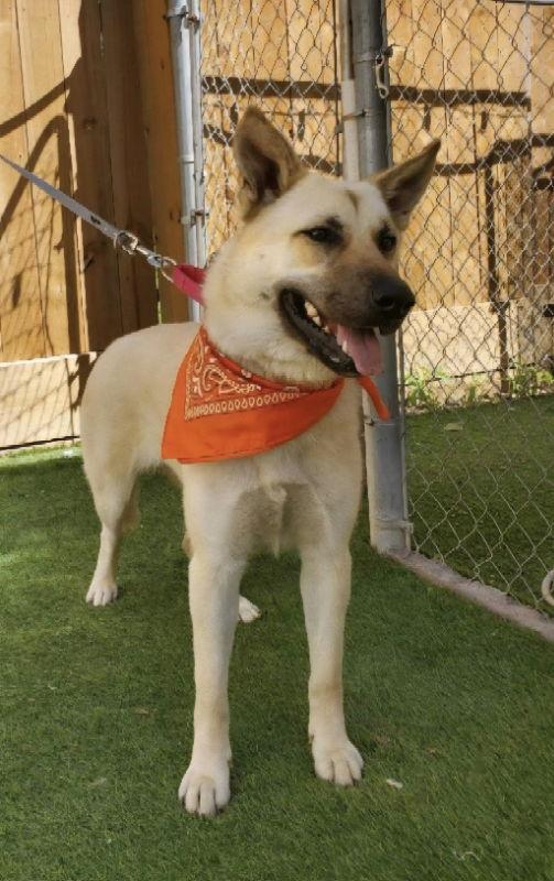 Tillie, a Adoptable mixed breed in Winston Salem, NC image 3/3