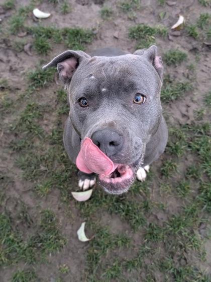 Tempest, Adoptable, Young Female Mixed Breed & Mixed Breed.