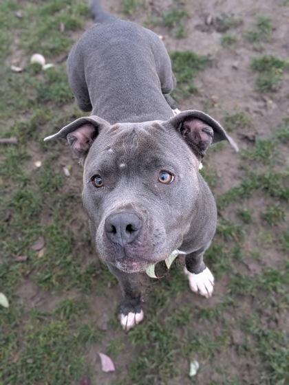 Enlarge Tempest, a Adoptable mixed breed in Walla Walla, WA image 2/3