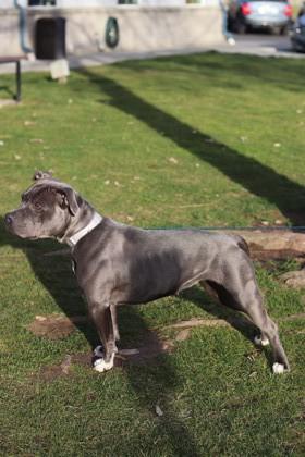 Enlarge Tempest, a Adoptable mixed breed in Walla Walla, WA image 1/3