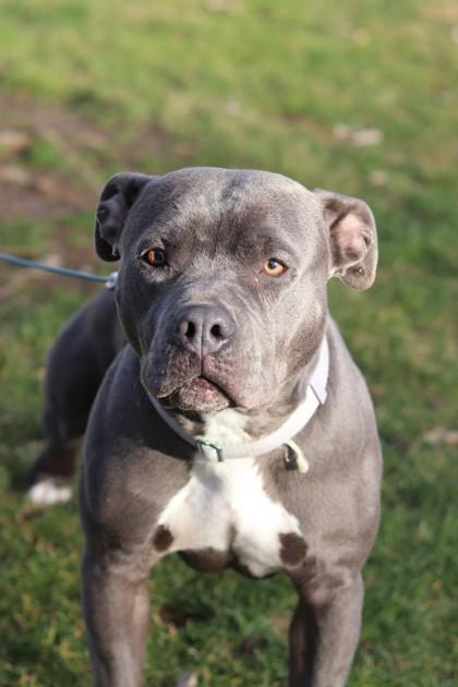 Enlarge Tempest, a Adoptable mixed breed in Walla Walla, WA image 2/3