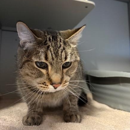 Enlarge George, a Adoptable Domestic Short Hair in Honesdale, PA image 2/2