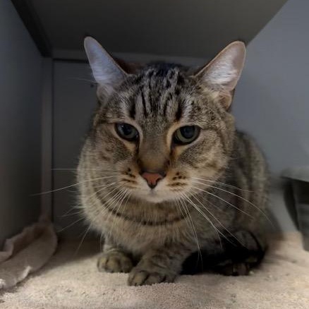 George, Adoptable, Senior Male Domestic Short Hair.