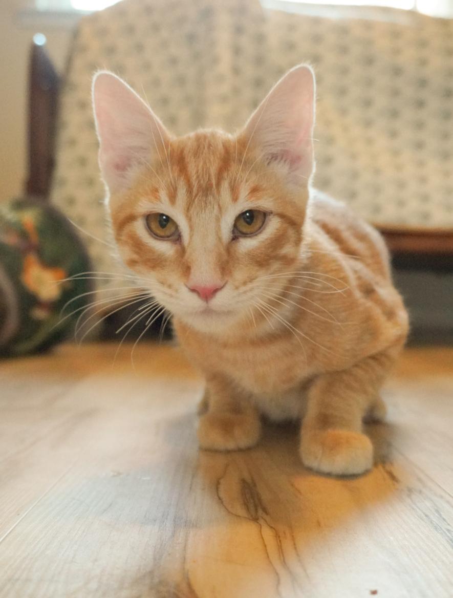 Enlarge Toulouse, a Adoptable Domestic Short Hair in Elk Grove, CA image 2/5