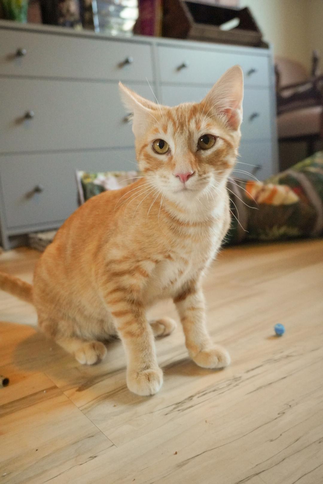 Enlarge Toulouse, a Adoptable Domestic Short Hair in Elk Grove, CA image 3/5