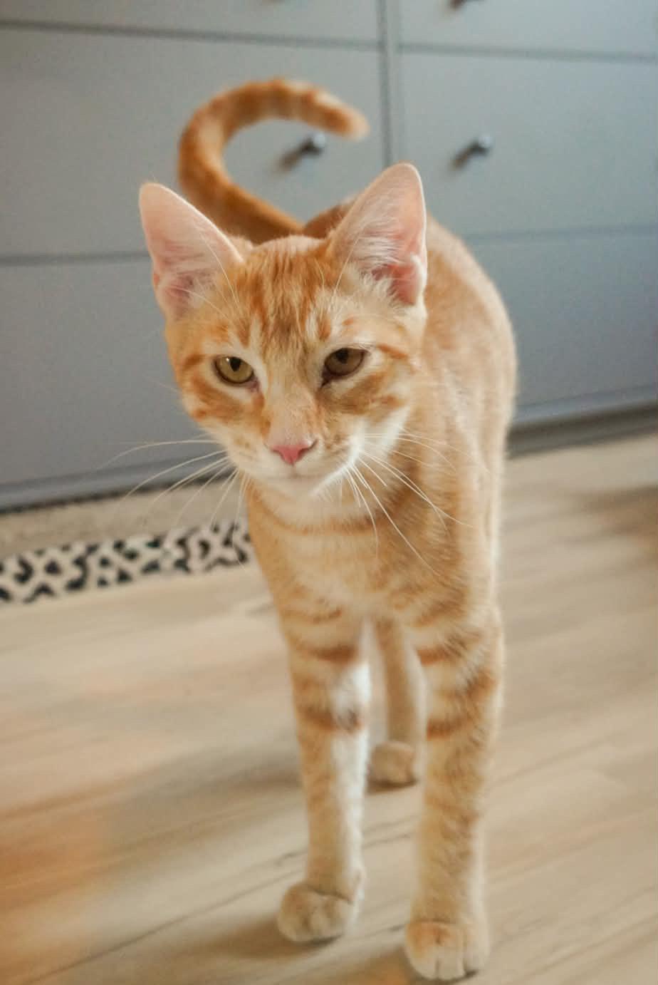 Enlarge Toulouse, a Adoptable Domestic Short Hair in Elk Grove, CA image 1/5
