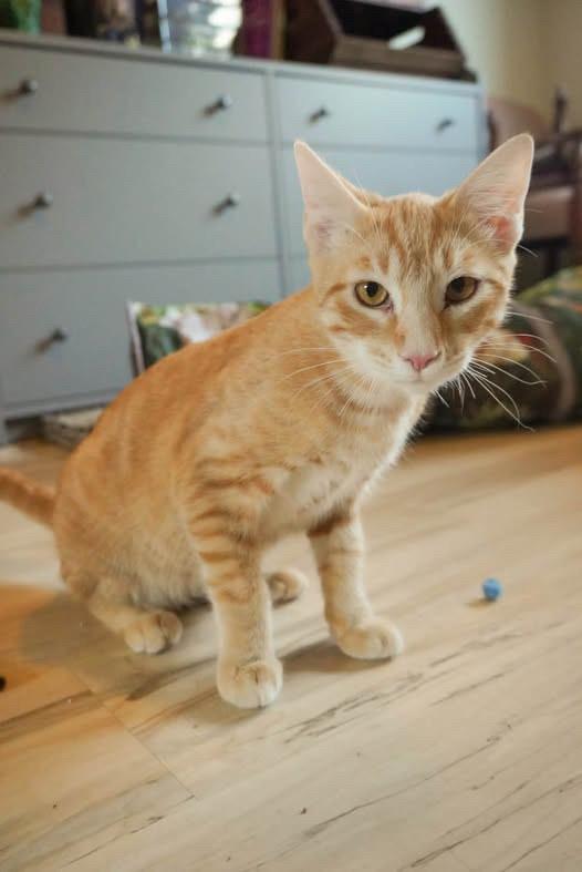 Enlarge Toulouse, a Adoptable Domestic Short Hair in Elk Grove, CA image 4/5