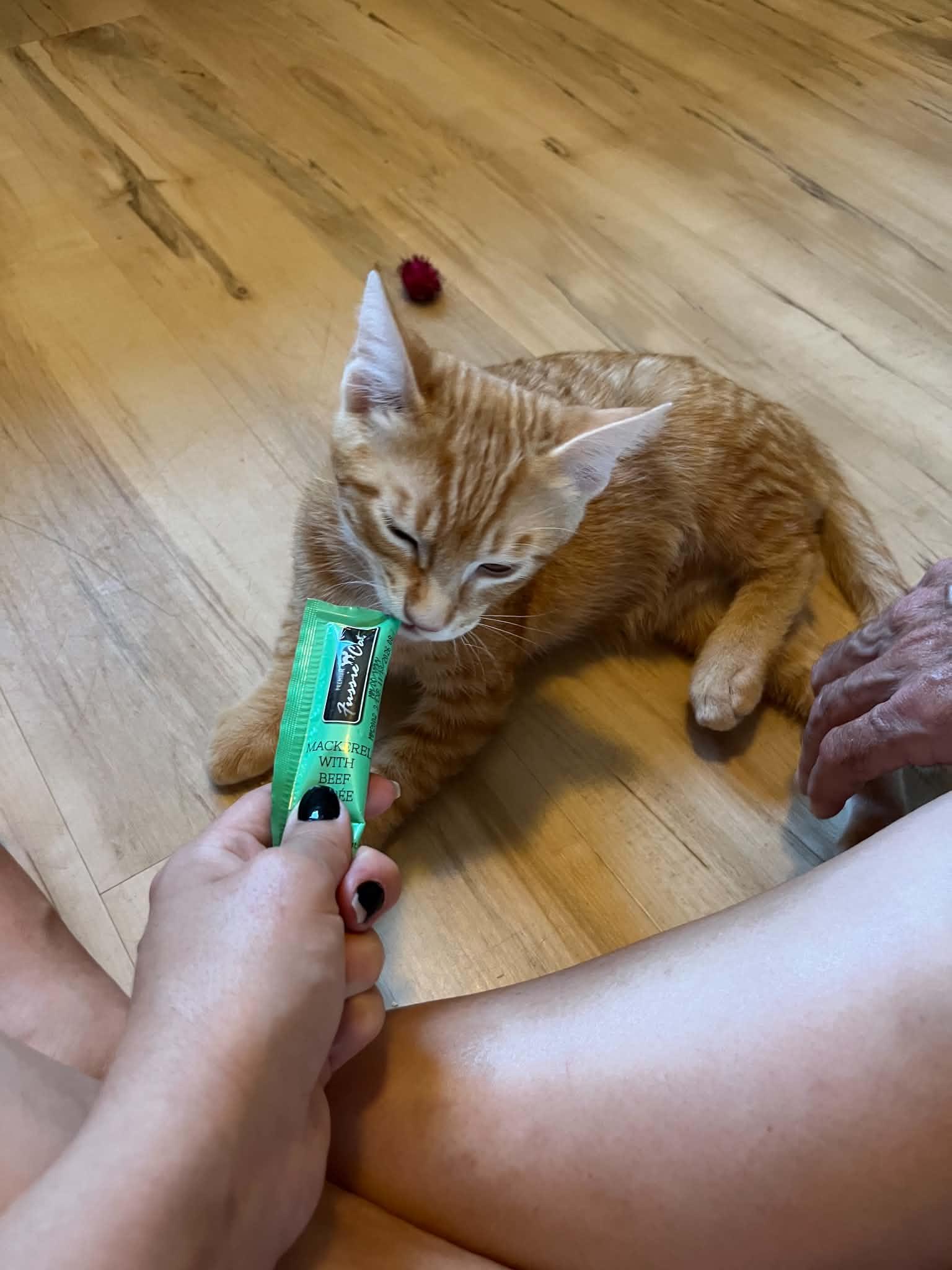 Toulouse, ADOPTABLE, Kitten Male Domestic Short Hair.