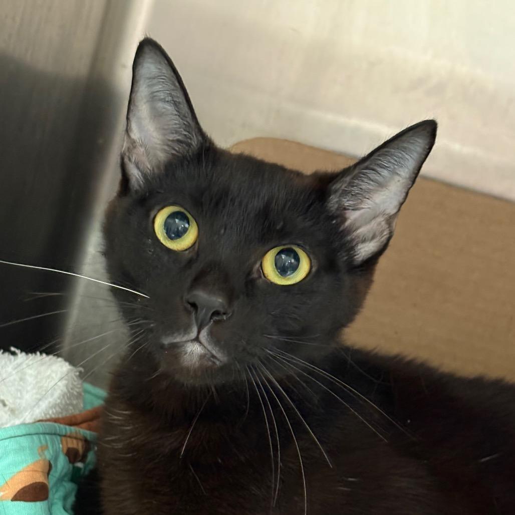 Enlarge Kira, a Adoptable Domestic Short Hair in Santa Barbara, CA image 1/1