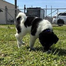 Arthur — thumbnail 2