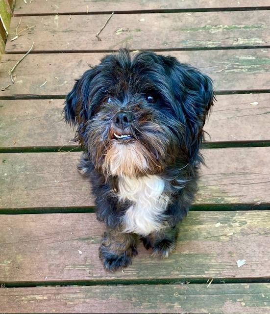 Deuce, ADOPTABLE, Young Male Shih Tzu.