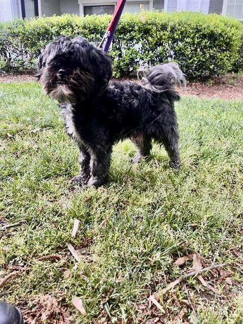 Enlarge Deuce, a ADOPTABLE Shih Tzu in Orlando, FL image 2/2