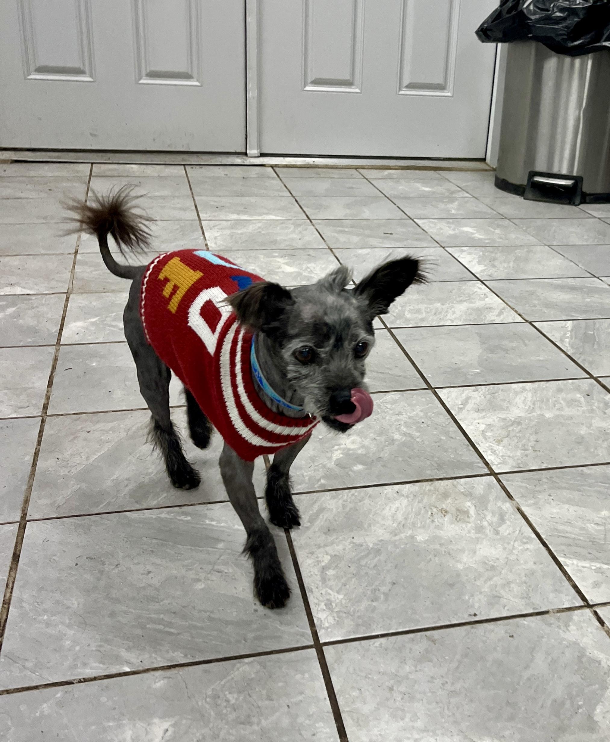 Enlarge Taz, a ADOPTABLE Yorkie Poo in Lexington, KY image 2/4