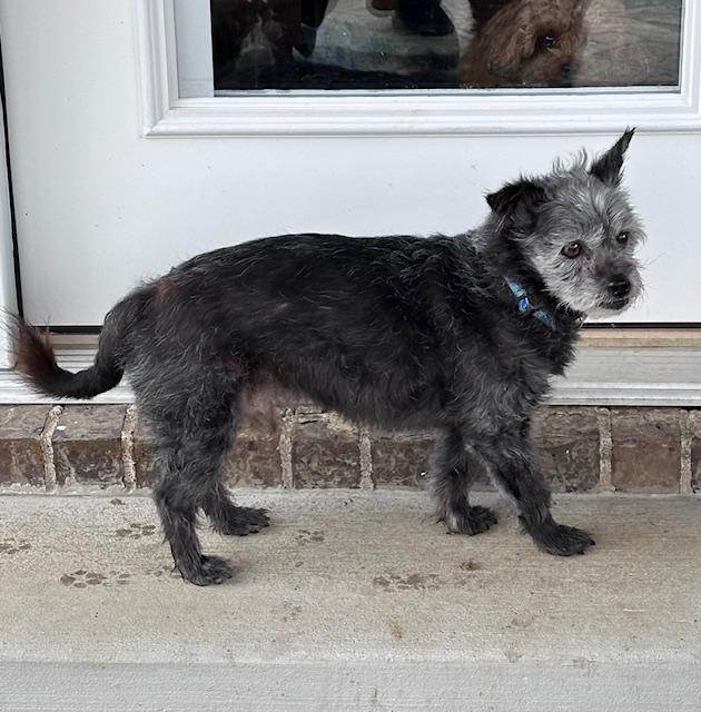 Taz, ADOPTABLE, Adult Male Yorkie Poo.