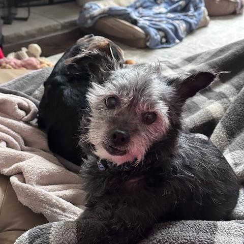 Enlarge Taz, a ADOPTABLE Yorkie Poo in Lexington, KY image 4/4