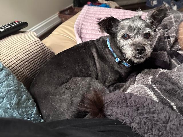 Enlarge Taz, a ADOPTABLE Yorkie Poo in Lexington, KY image 3/4