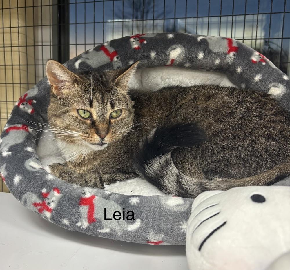 Leia, Adoptable, Adult Female Domestic Short Hair.