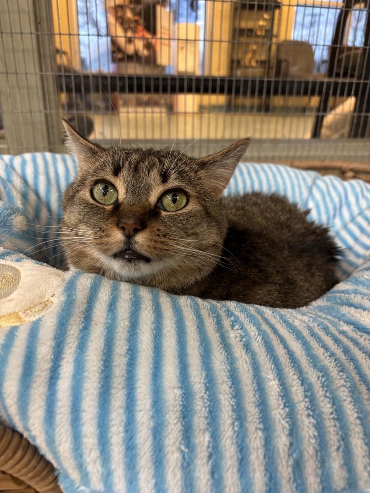 Leia, Adoptable, Adult Female Domestic Short Hair.