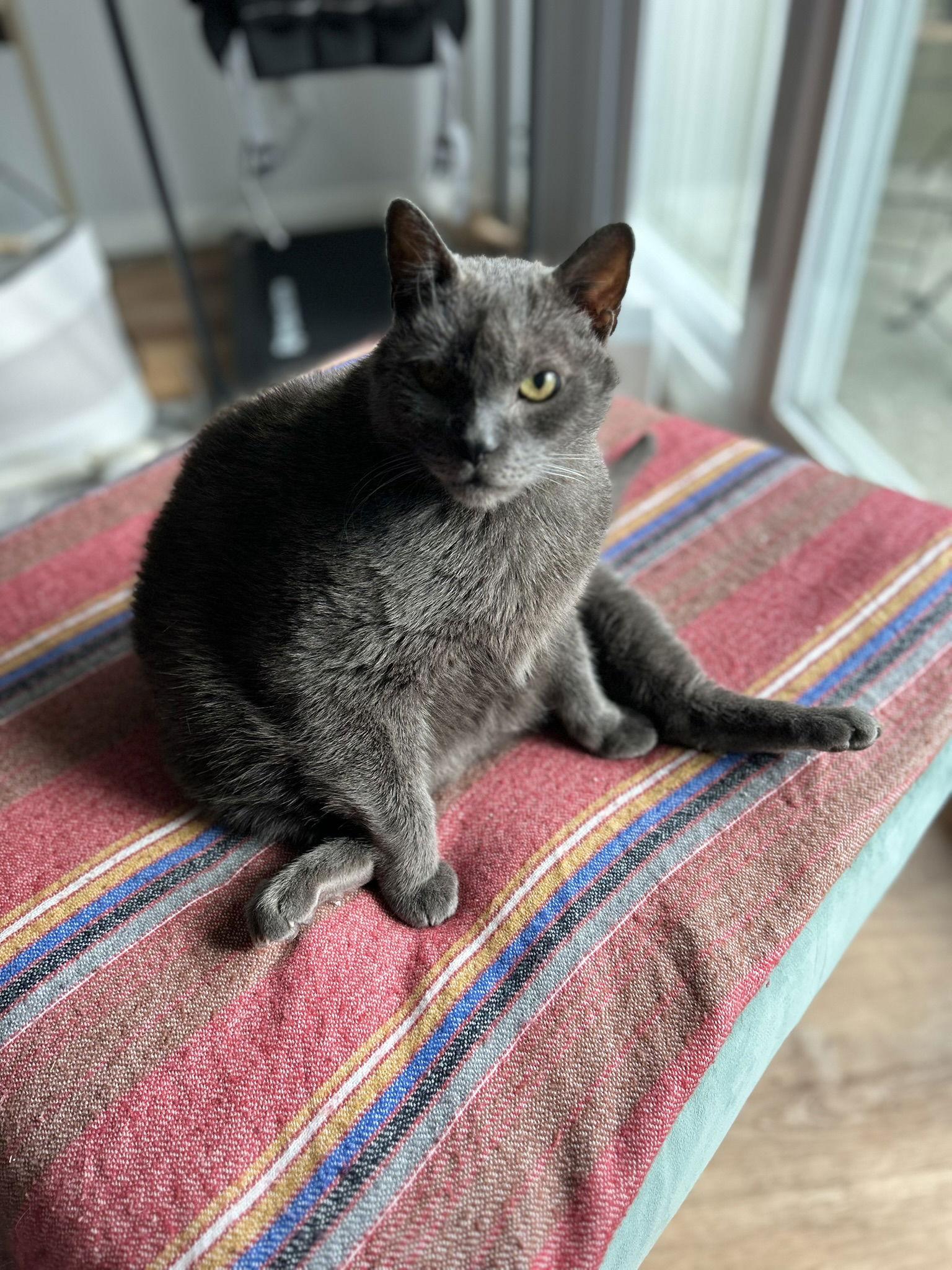 Enlarge Bamboo, a Adoptable Domestic Short Hair in Oakland, CA image 1/3