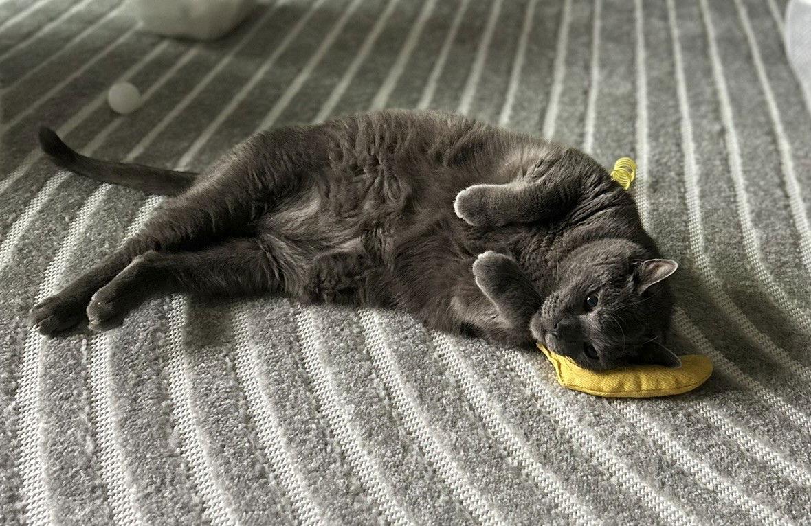 Enlarge Bamboo, a Adoptable Domestic Short Hair in Oakland, CA image 2/3