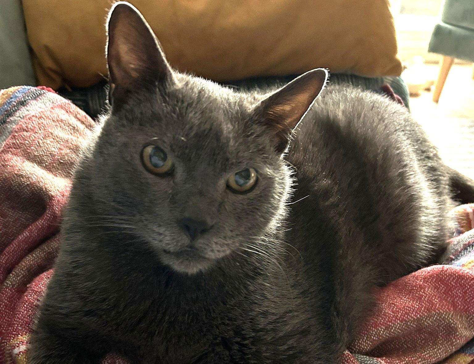 Enlarge Bamboo, a Adoptable Domestic Short Hair in Oakland, CA image 3/3