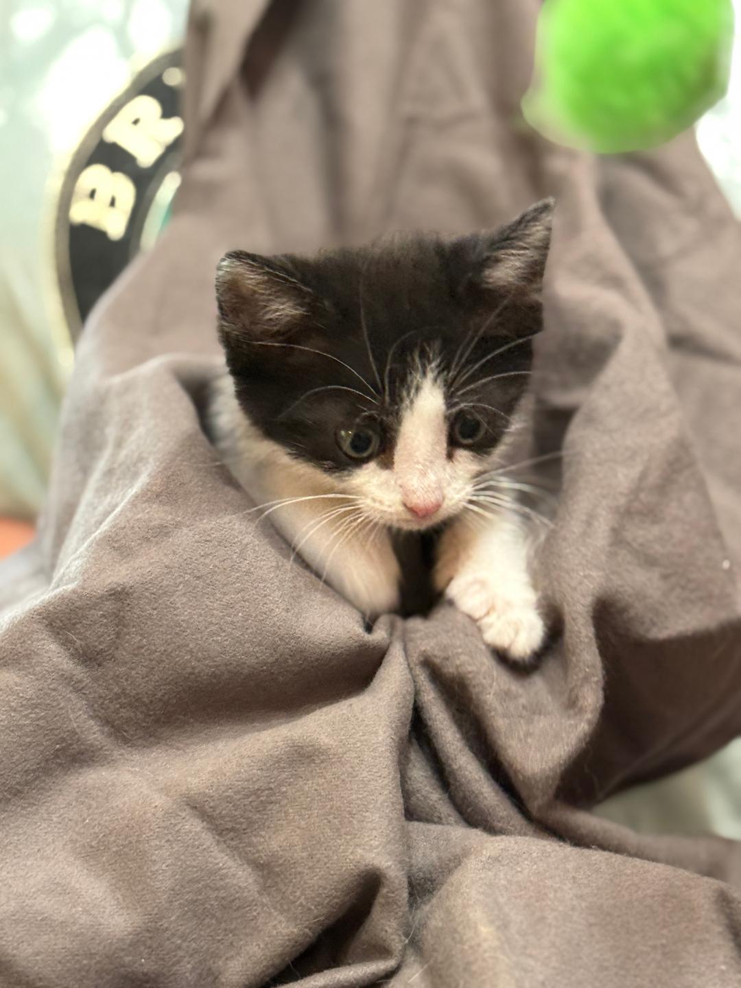 Scottie, Adoptable, Kitten Female Domestic Short Hair.