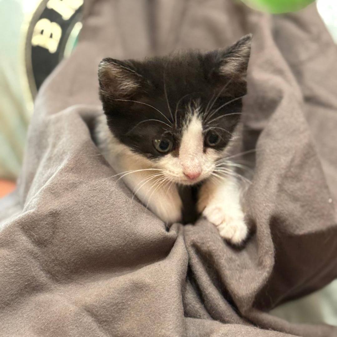 Enlarge Scottie, an adopted Domestic Short Hair in Johnson City, TN image 2/3