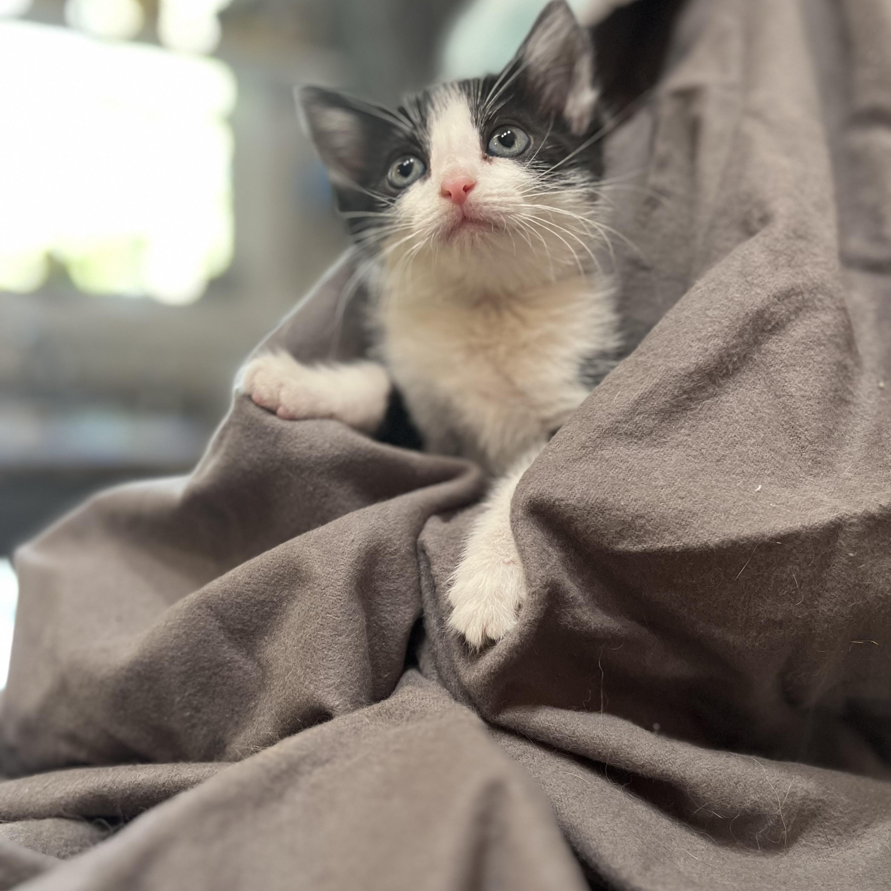 Enlarge Scottie, an adopted Domestic Short Hair in Johnson City, TN image 3/3