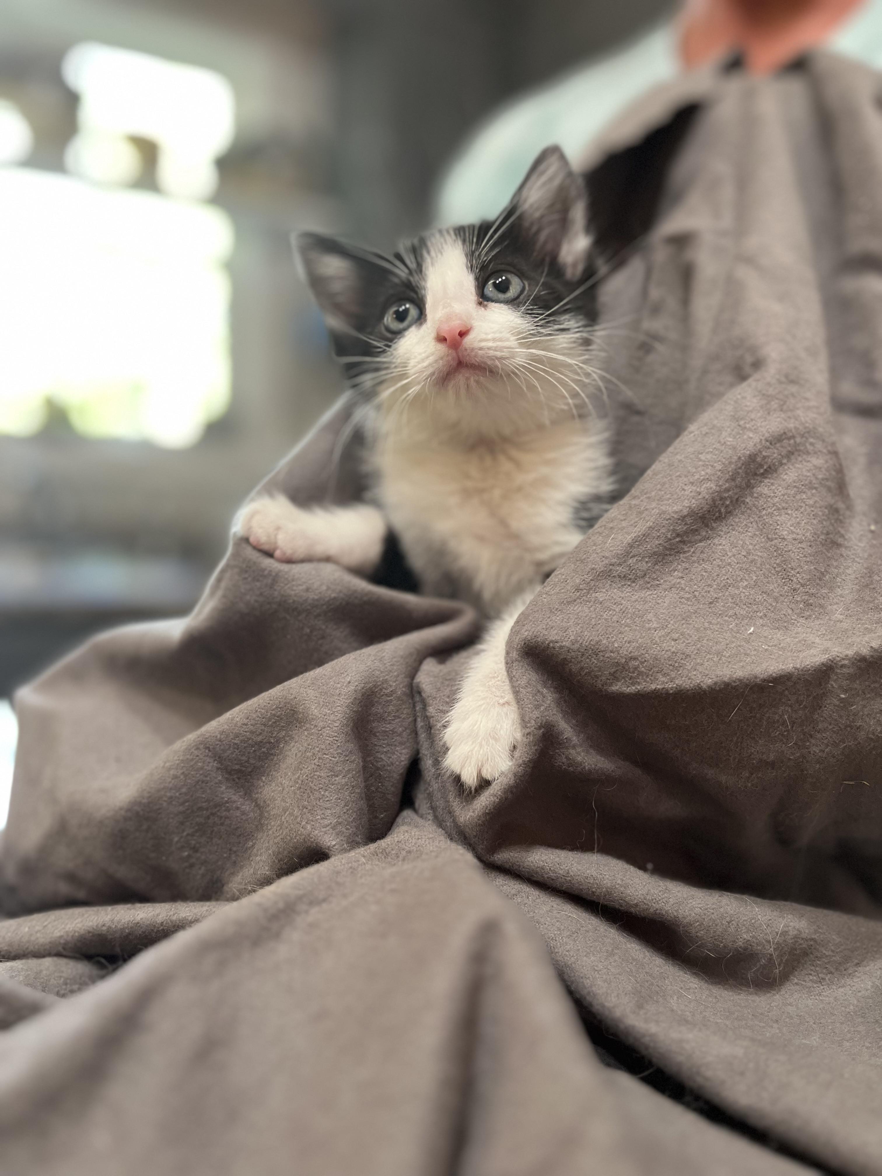 Enlarge Scottie, a Adoptable Domestic Short Hair in Johnson City, TN image 3/3