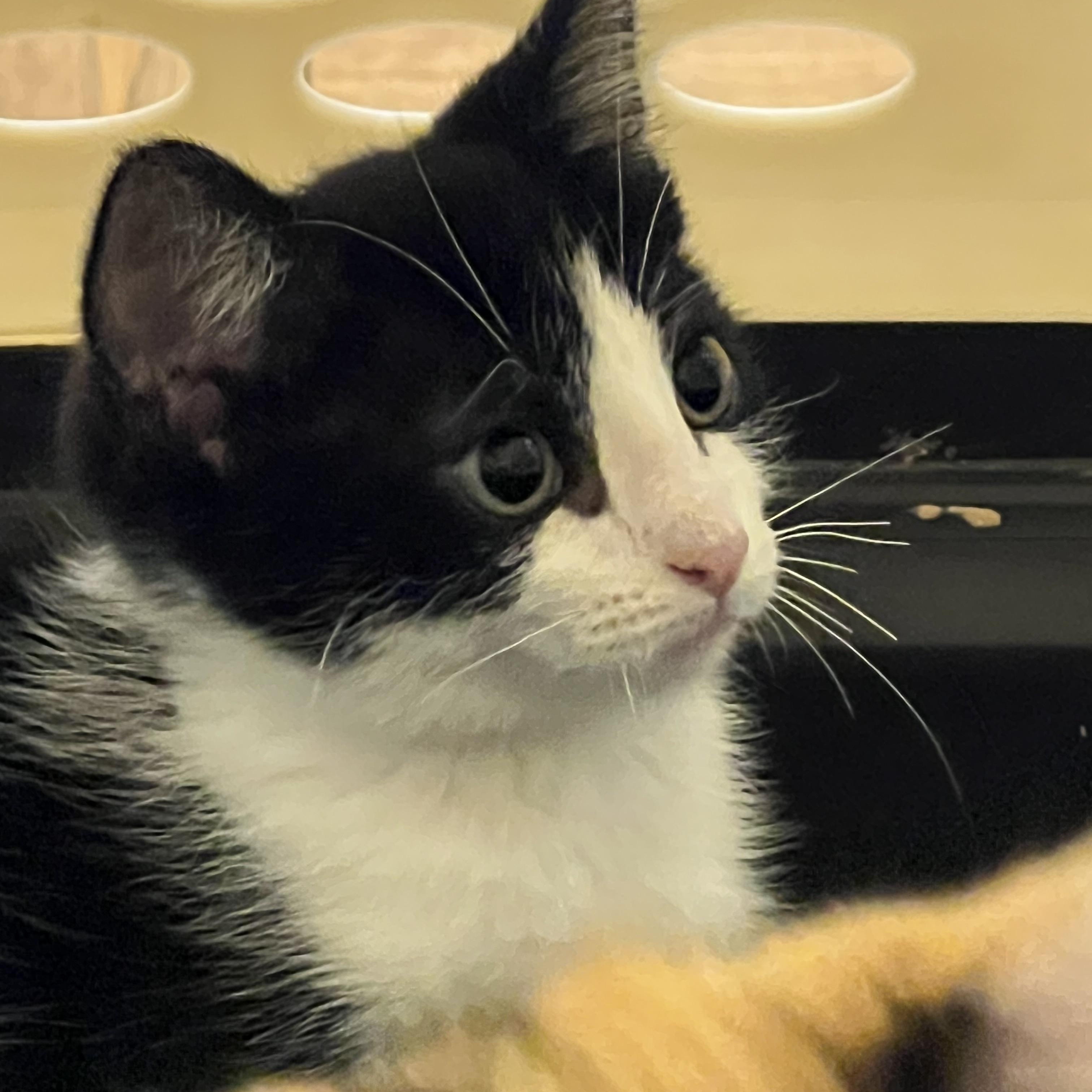 Enlarge Scottie, a Adoptable Domestic Short Hair in Johnson City, TN image 1/3