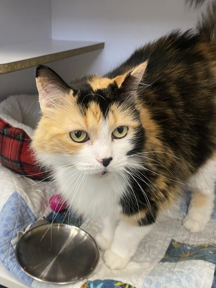 Enlarge Paperclip, a Adopted Domestic Long Hair in Trenton, ME image 1/3