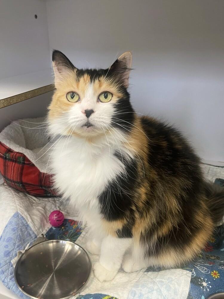Enlarge Paperclip, a Adopted Domestic Long Hair in Trenton, ME image 2/3