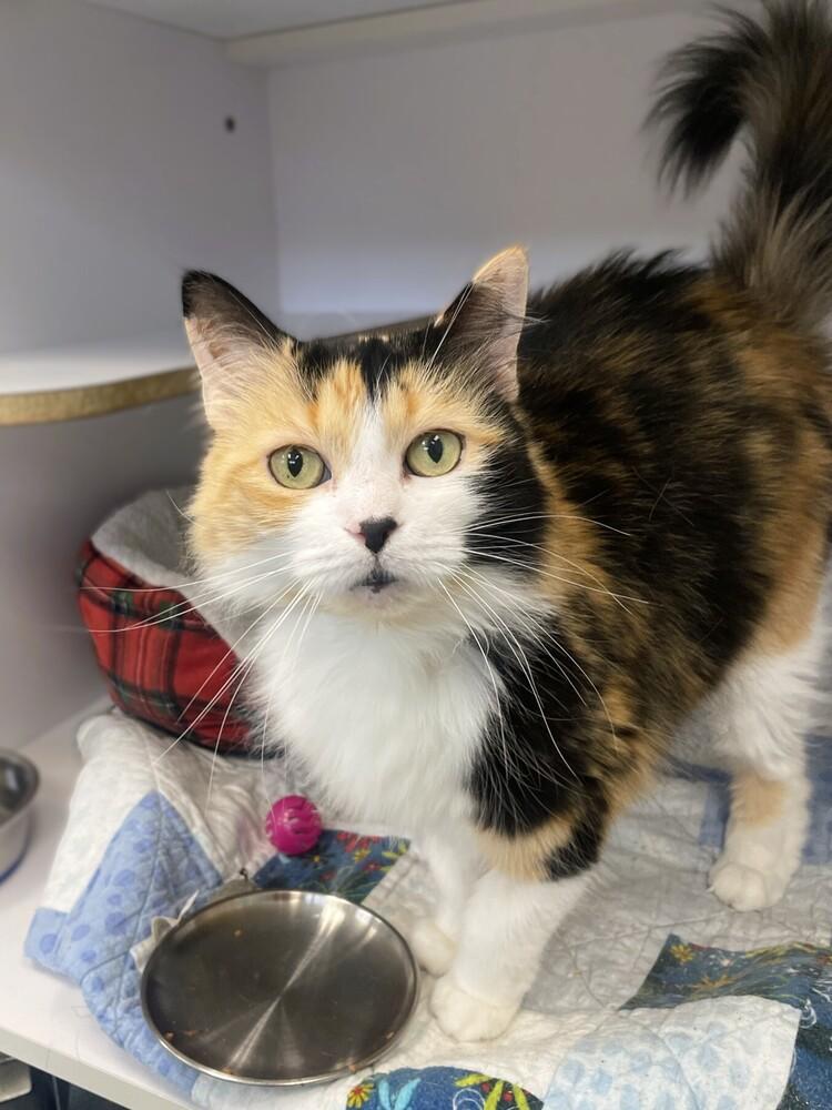 Enlarge Paperclip, a Adopted Domestic Long Hair in Trenton, ME image 3/3