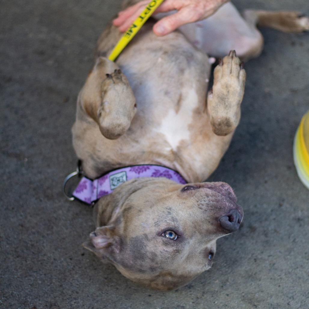 Juno Summer 21925 — thumbnail 3