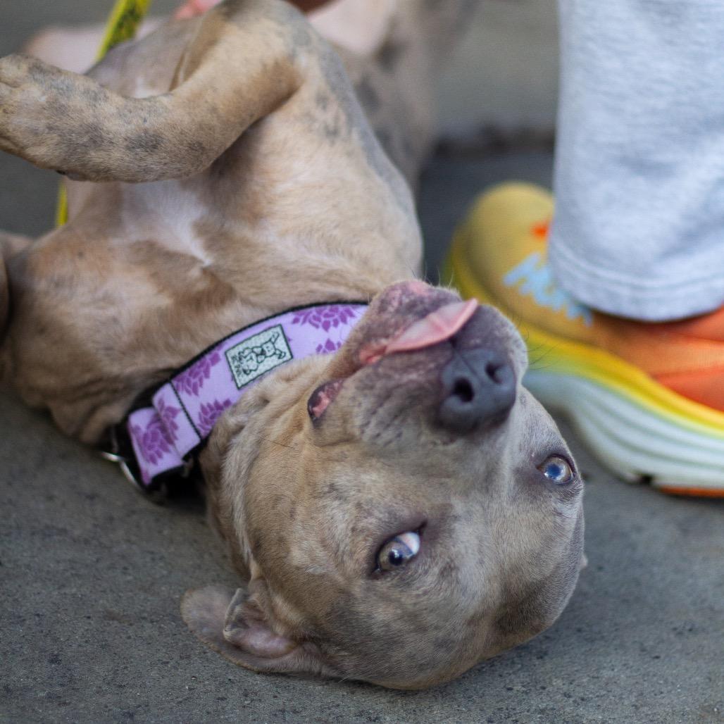 Juno Summer 21925 — thumbnail 5