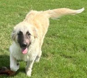 Enlarge Rumi, a Adoptable mixed breed in Larkspur, CO image 1/4