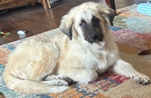 Enlarge Rumi, a Adoptable mixed breed in Larkspur, CO image 2/4