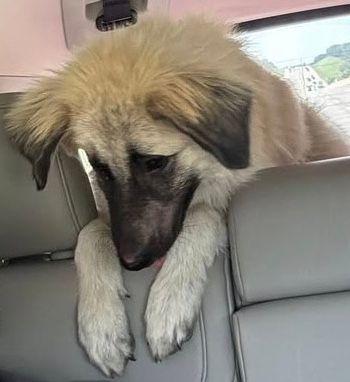 Enlarge Rumi, a Adoptable mixed breed in Larkspur, CO image 3/4