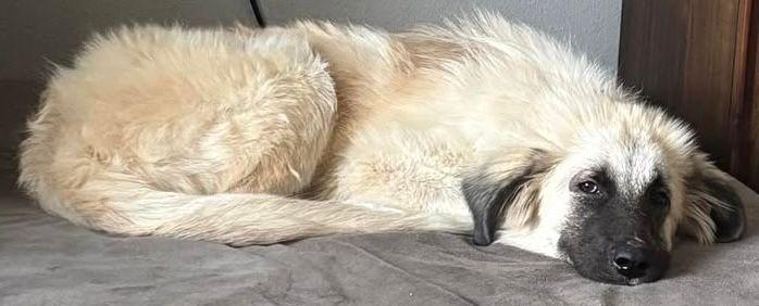 Enlarge Rumi, a Adoptable mixed breed in Larkspur, CO image 4/4